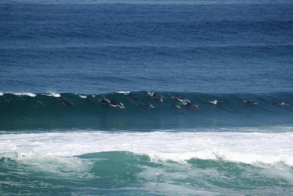 Murphys Port Elizabeth Dış mekan fotoğraf